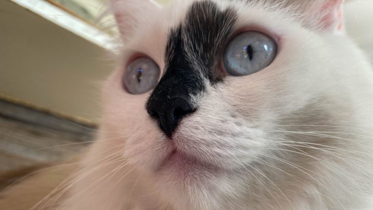 List Of 20 Cats With The Most Unusual Markings