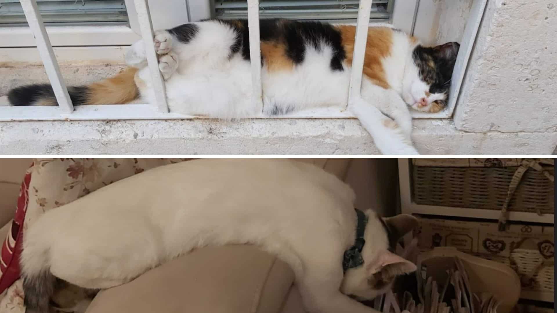 cats sleep in strange places