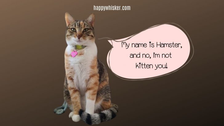 25 Extremely Hilarious Cat Names That Will Surely Make You Laugh