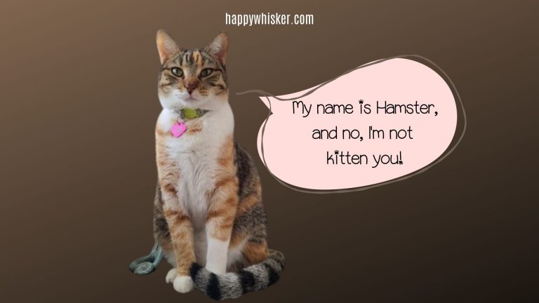 cats with hilarious names