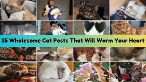 useful posts about cats