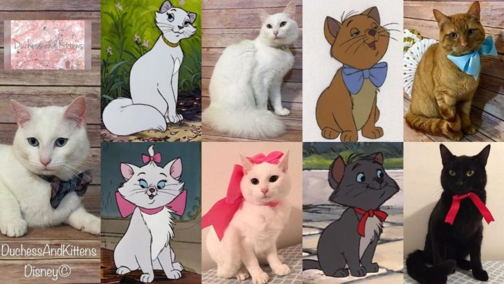 A Cat Named Duchess Gave Birth To Kittens Who Look Just Like Aristocats