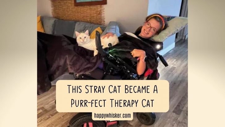A Stray Cat Became A Perfect Therapy Cat This Family Was Looking For