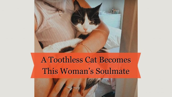 A Toothless Senior Cat Becomes This Woman’s Soulmate
