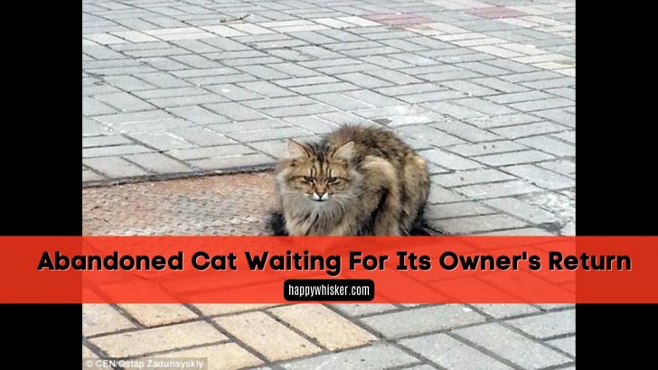 Abandoned Cat Waited For Its Owner’s Return For Over A Year