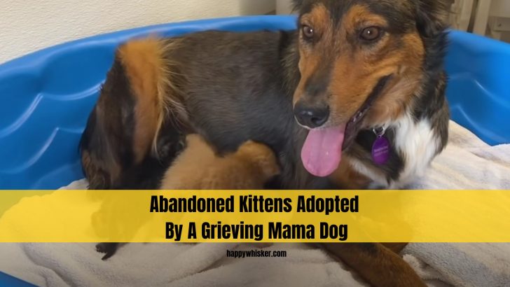 Abandoned Kittens Adopted By A Grieving Mama Dog