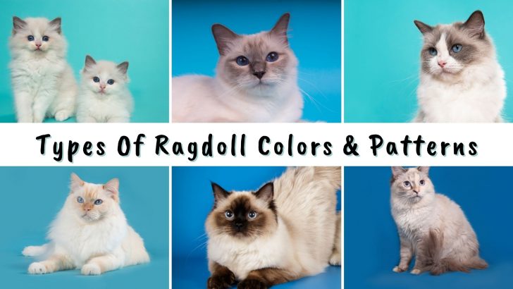 Did You Know All Of These Ragdoll Cat Colors And Patterns?
