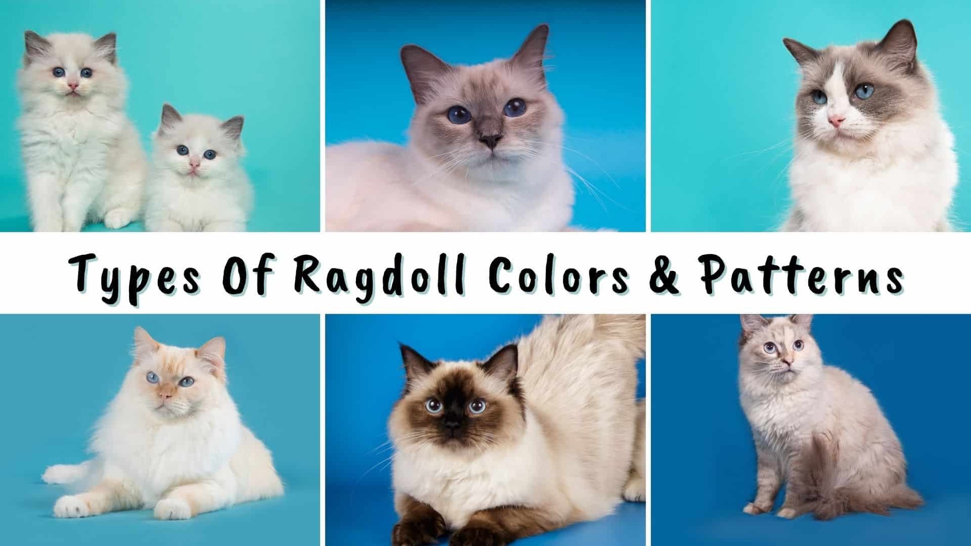 ragdoll cat colors and patterns
