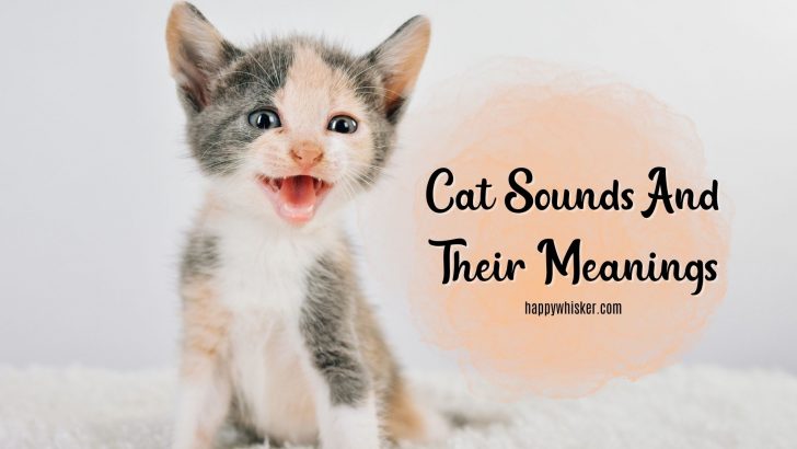 Breaking The Code Of Cat Sounds (With Meanings)