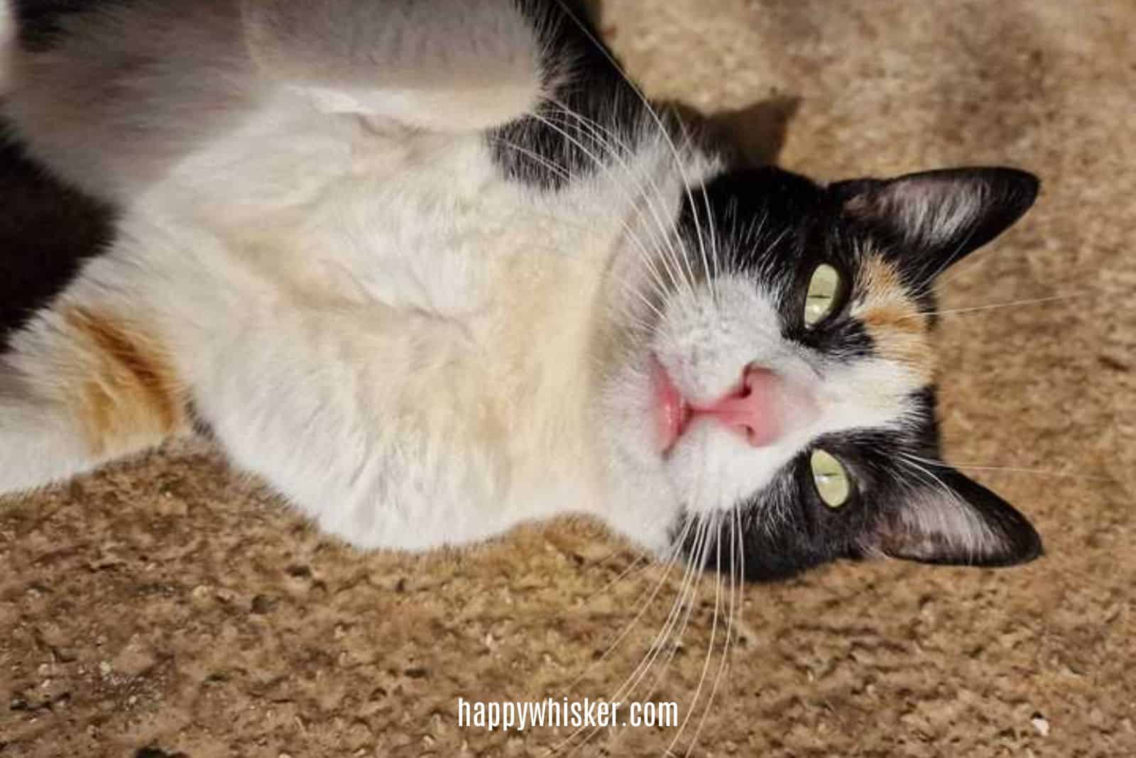 Calico cat lying on its back