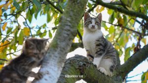 cute cat standing on the tree and looking in the distance
