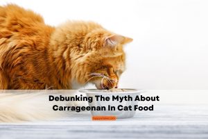 Carrageenan In Cat Food