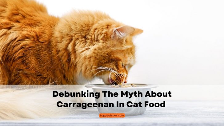 Debunking The Myth About Carrageenan In Cat Food