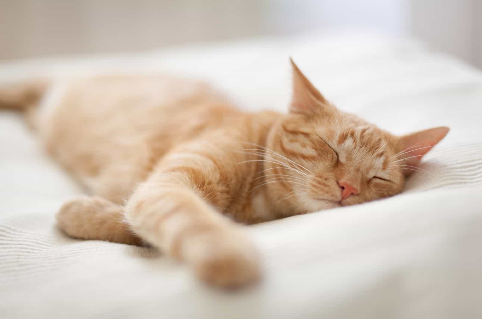 orange cat sleeping on bed