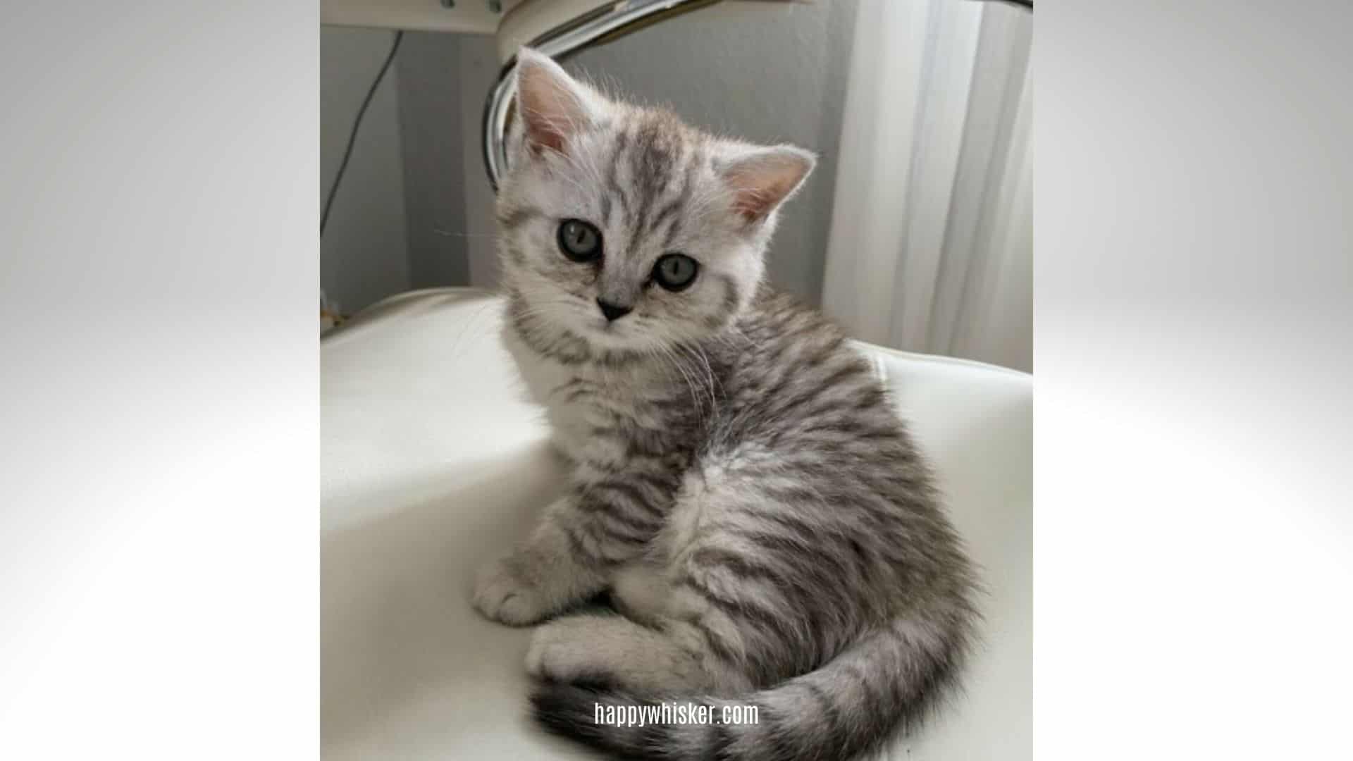 cute grey kitten sitting in a chair