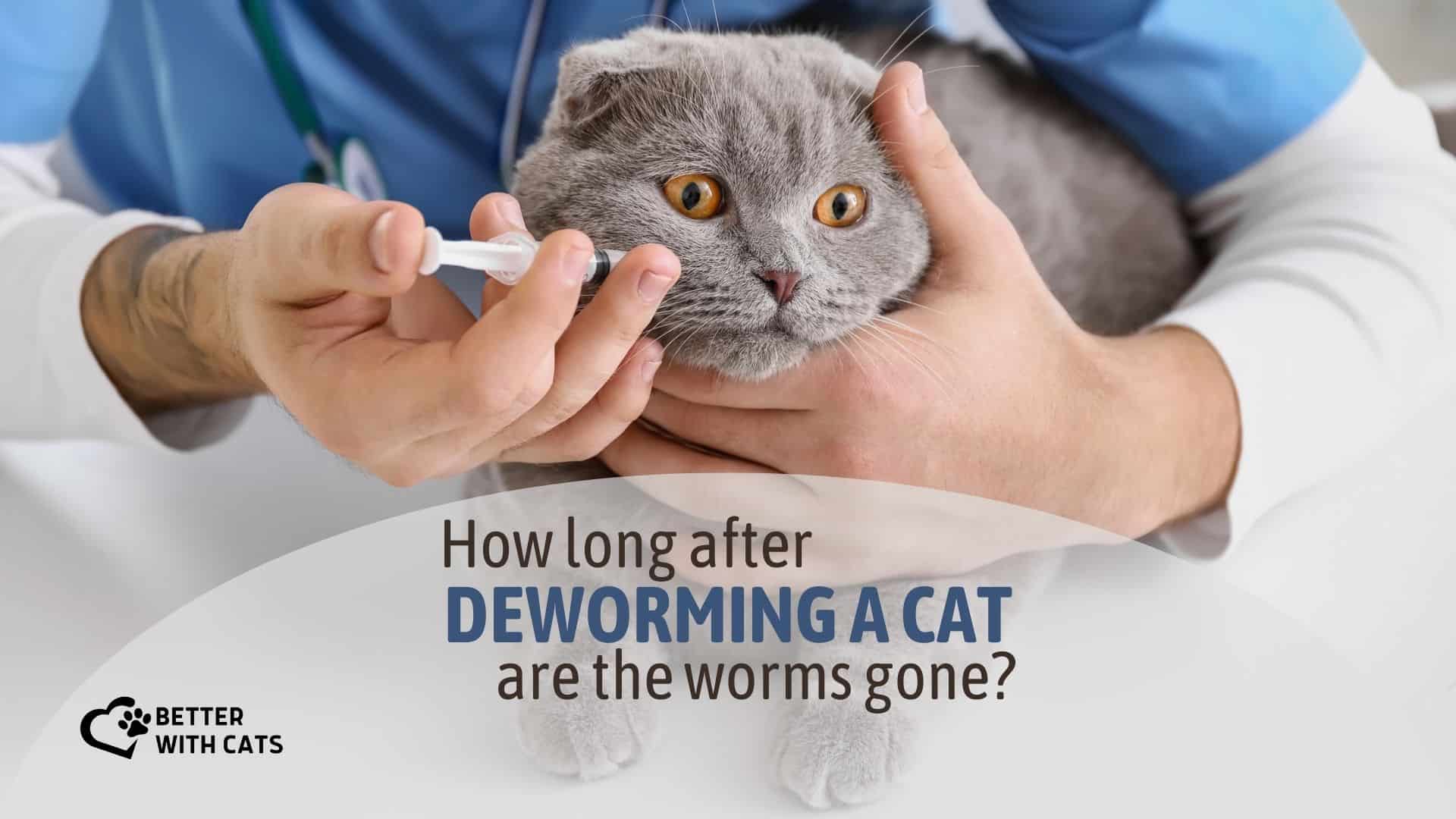 How Long After Deworming A Cat Are The Worms Gone?