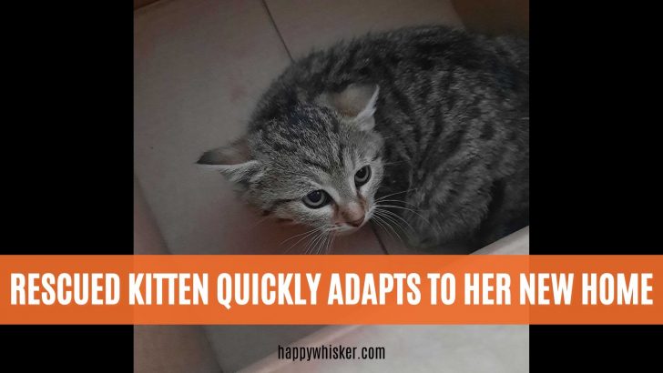 I Rescued A Kitten And This Is What Happened