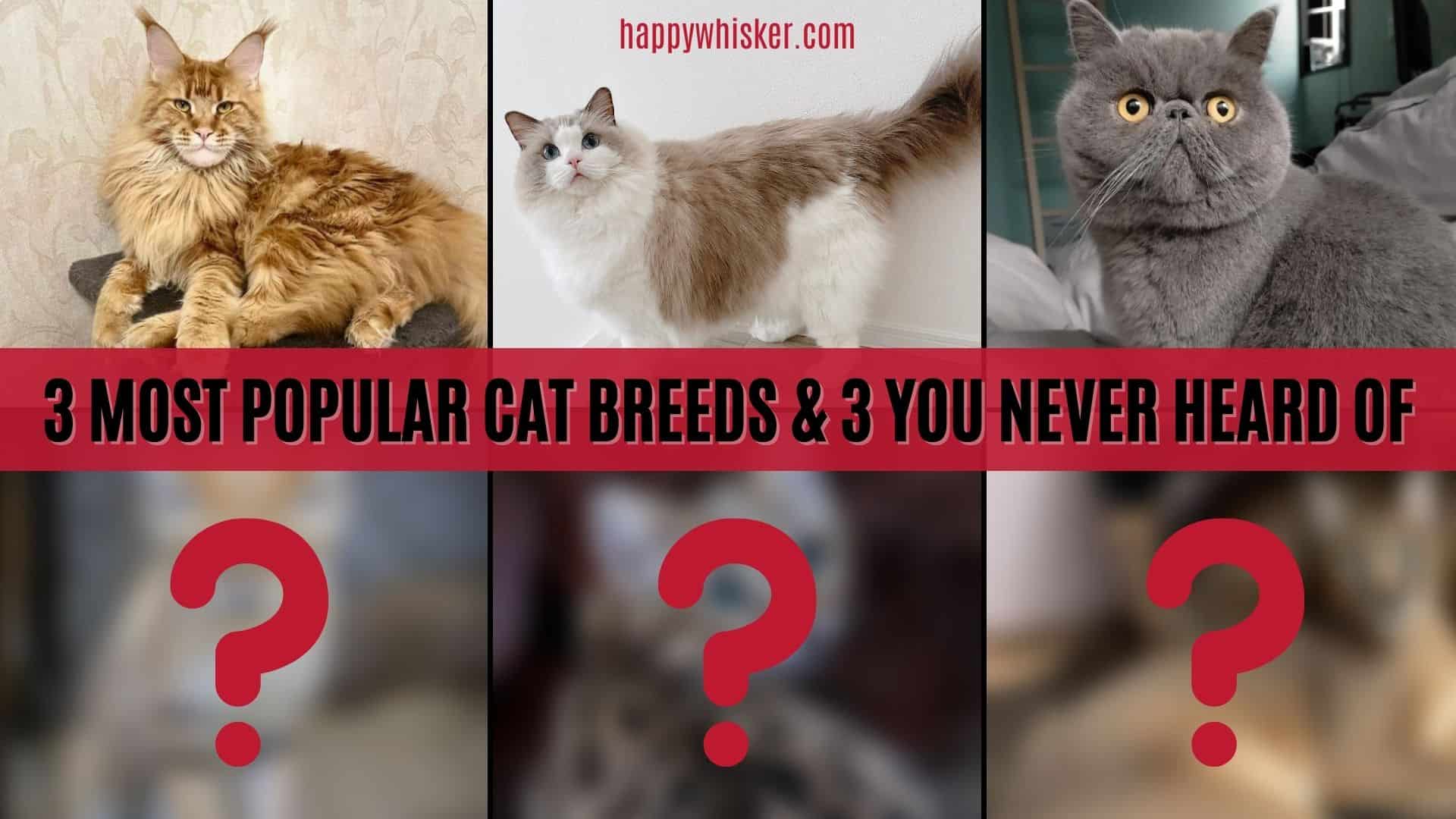 3 most popular cat breeds