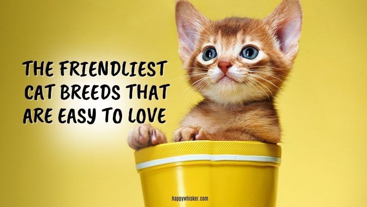 These 8 Cat Breeds Are The Friendliest