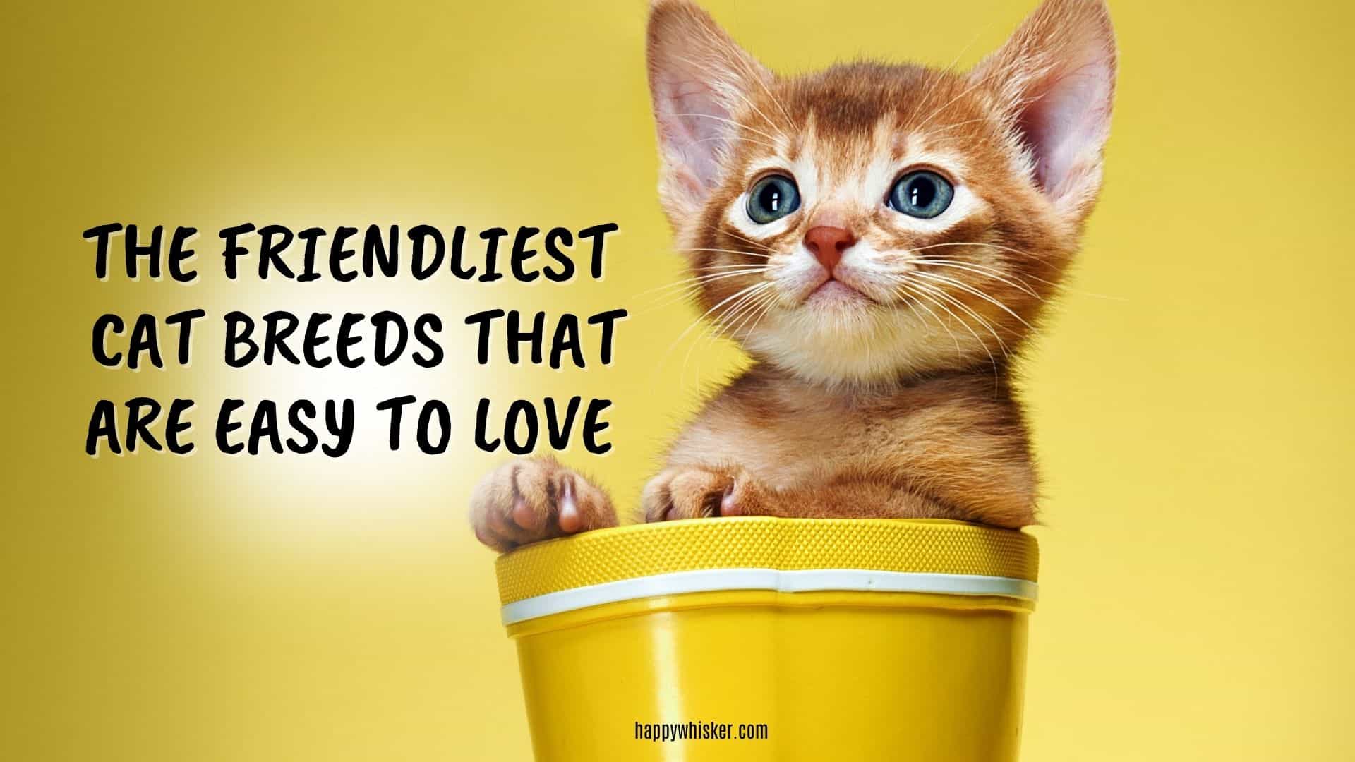 photo of a friendly cat, with yellow background