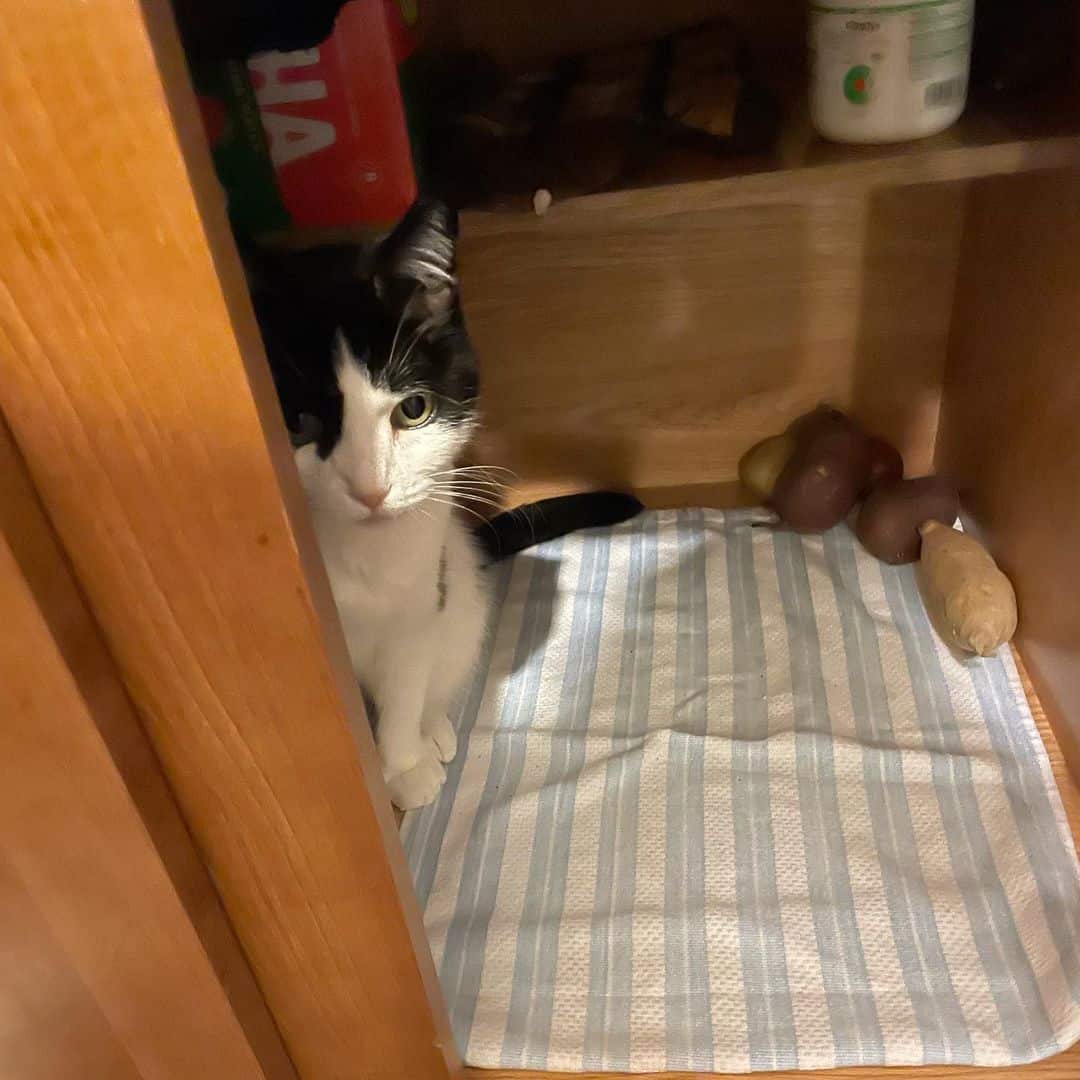 Nugget hiding in a cabinet
