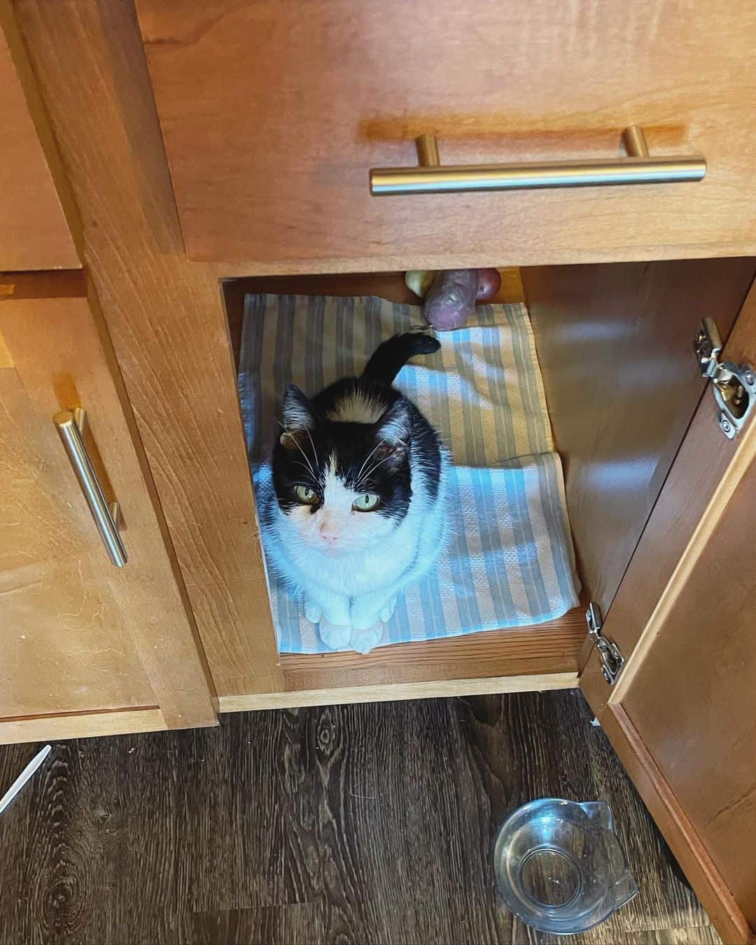 Nugget photographed in a cabinet