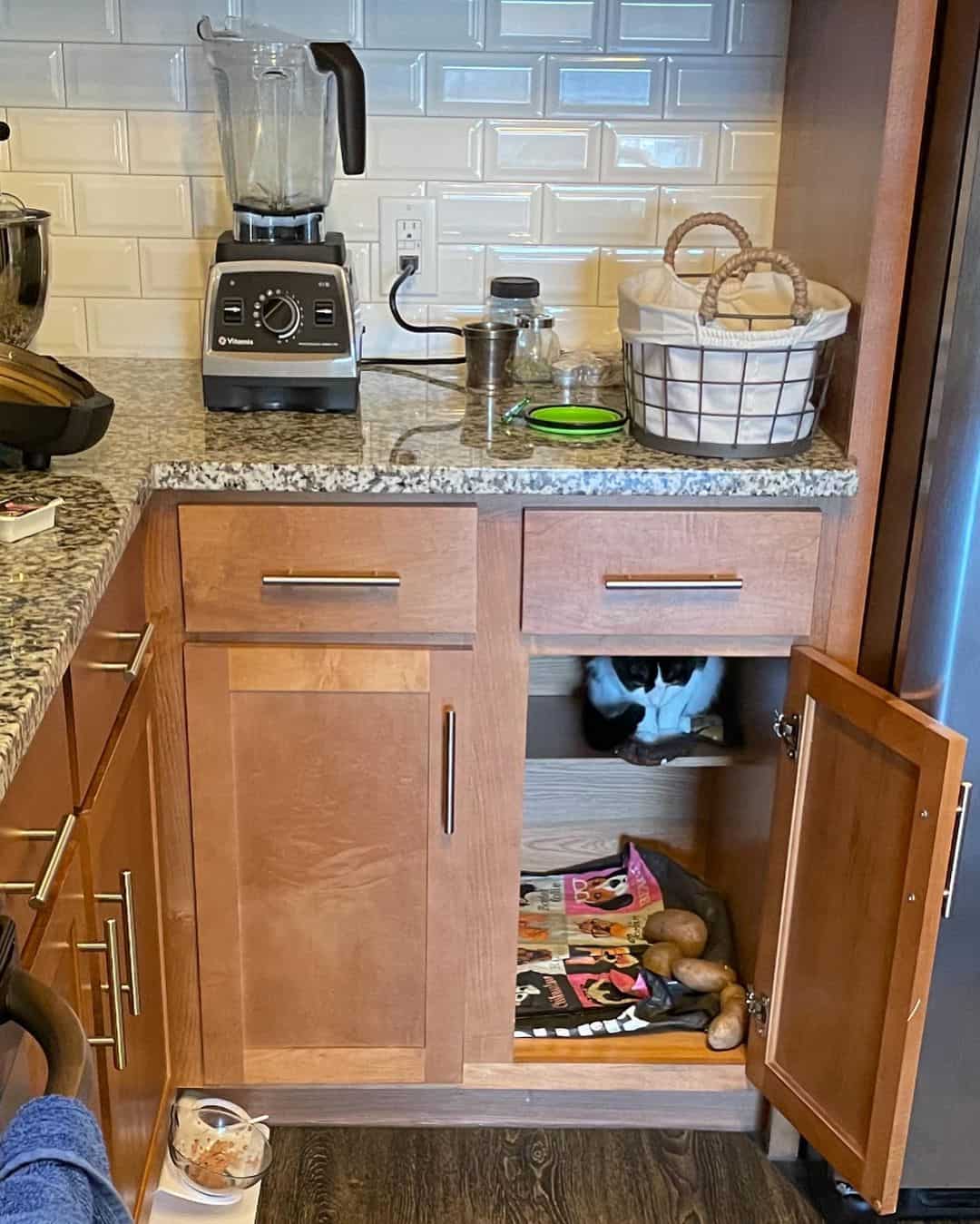 Nugget sitting in a cabinet next to his potatoes