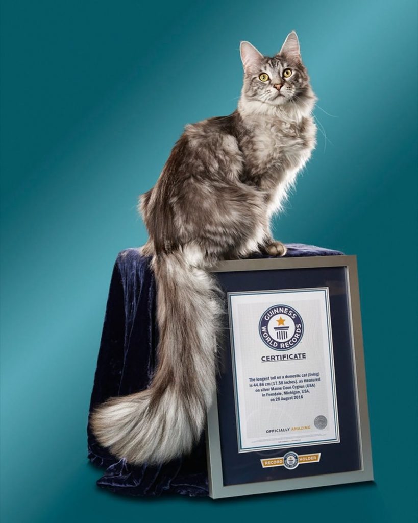 Photo of Guiness Record cat with longest tail