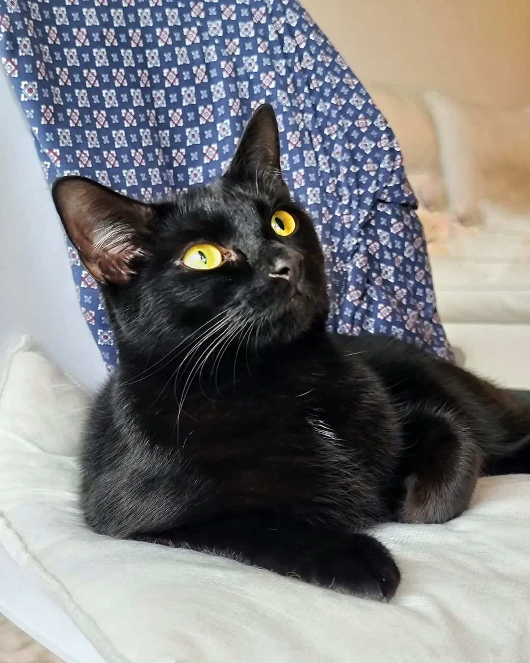 Photo of Lilith, the bombay cat