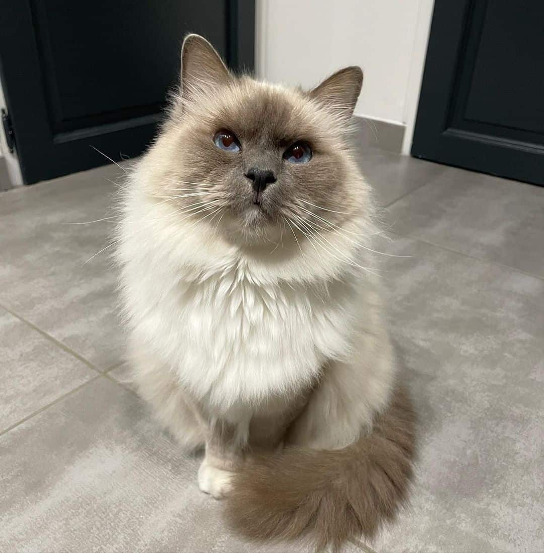 Photo of a gorgeous cat breed of birman cat