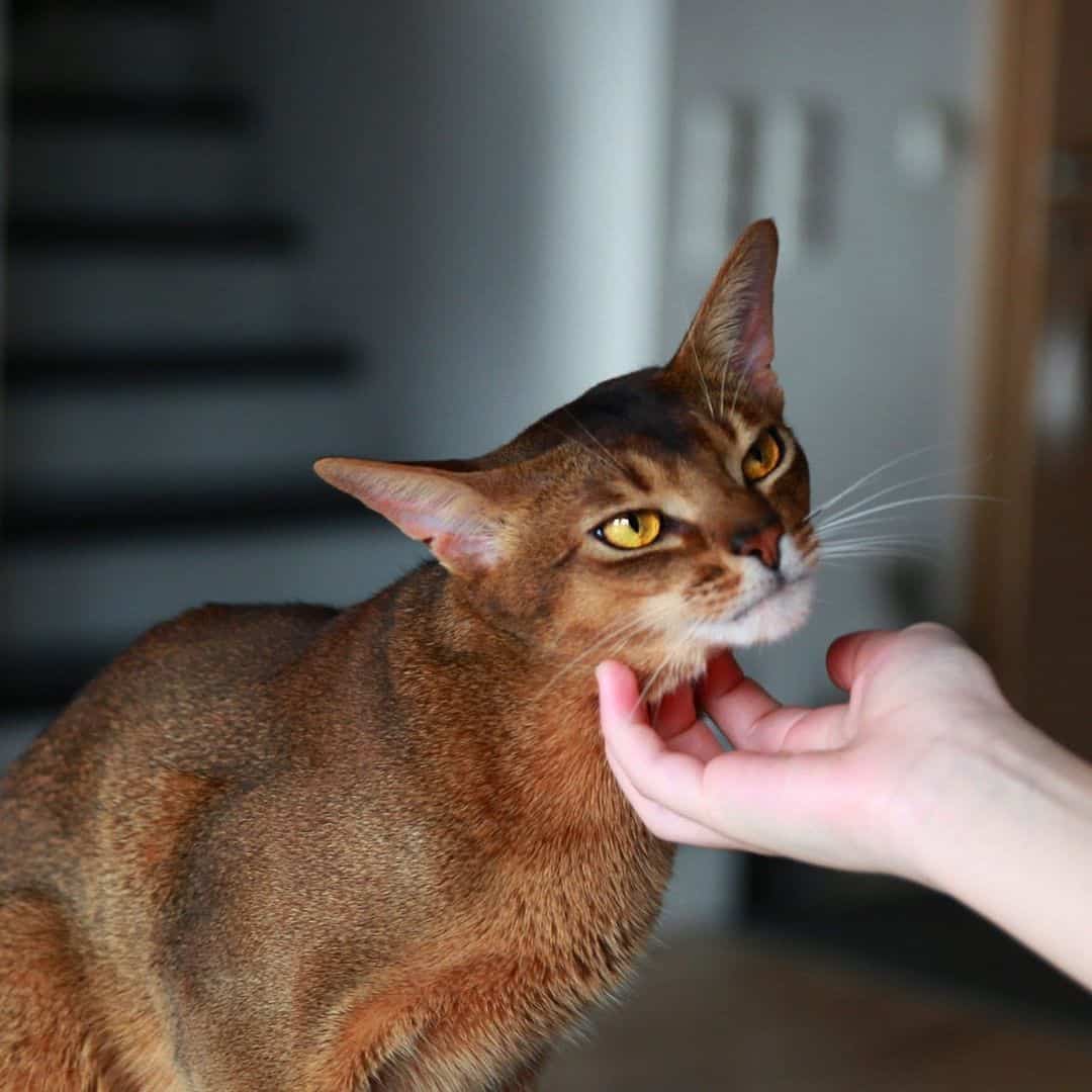 Photo of abssynian cat, one of the friendliest cat breeds