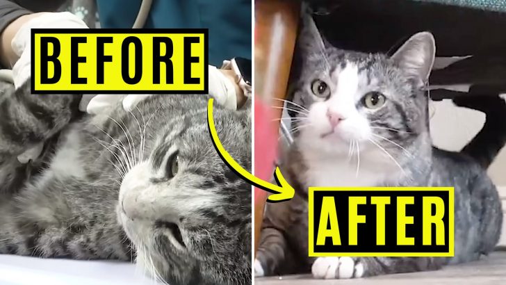 Poor Cat Couldn’t Get Up After Being Shot And Look At Him Now