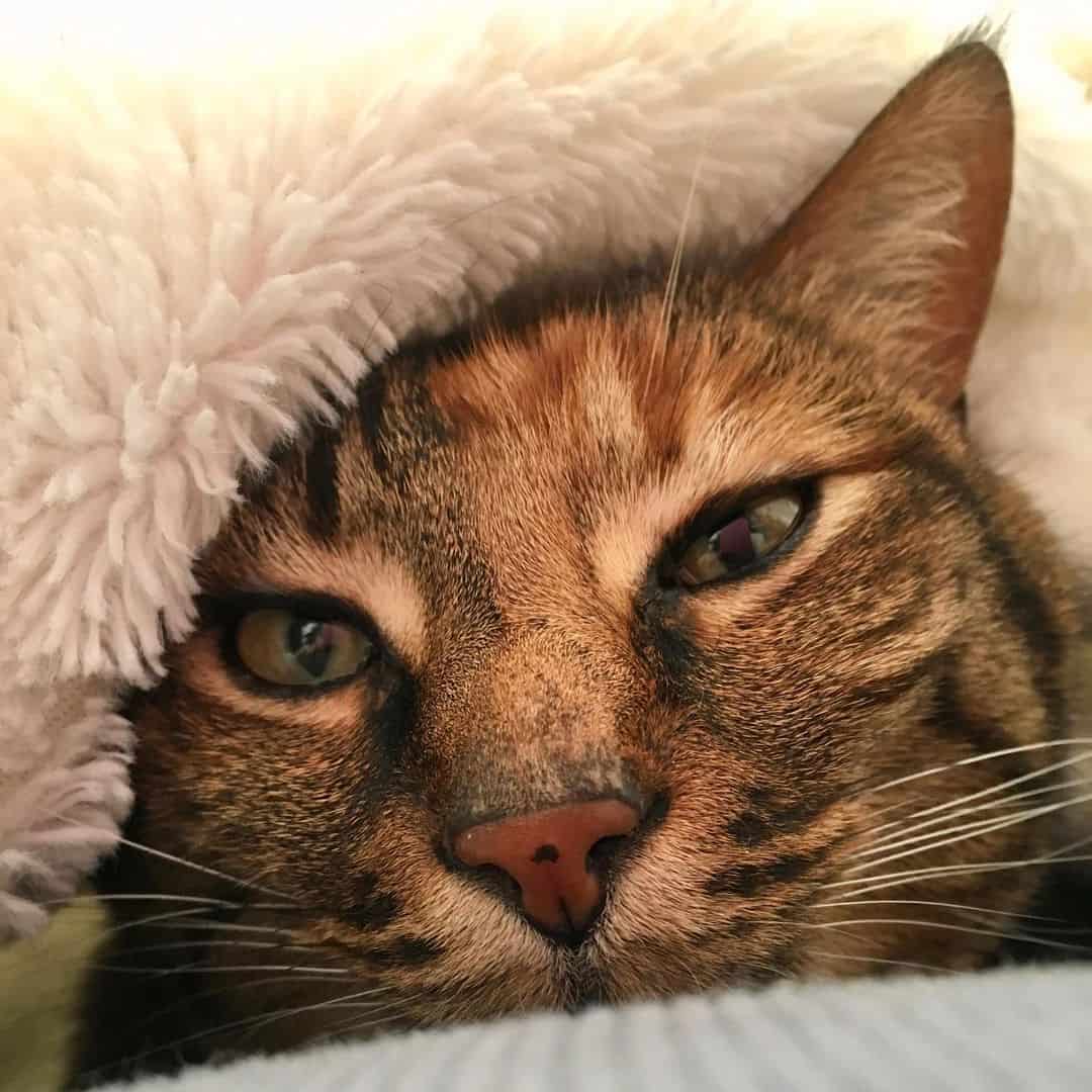 Posey snuggled up in a blanket
