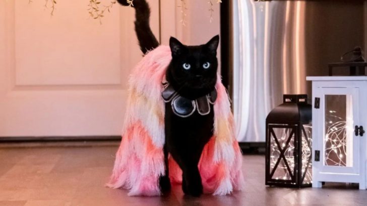 Rover The Cat Shows His Catwalk And Proves Black Cats Can Do It All
