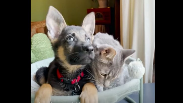 These Friendly Cats Adopted And Raised A Helpless Pup