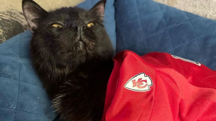 This Black Cat With A Birth Defect Was Finally Adopted (Read His Story) 