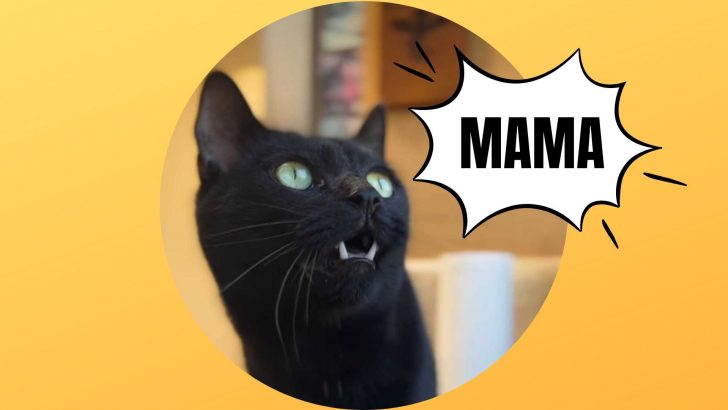 This Cat Is Finally Adopted And He Can’t Stop Saying Mama