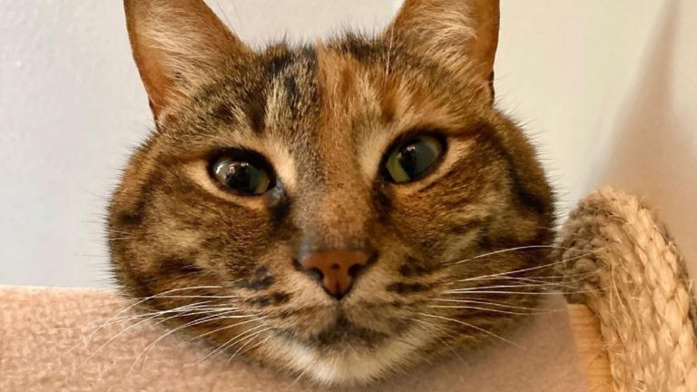 photo of Posey, the cat who likes to roll down the stairs