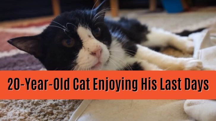 This Family Adopted A 20-Year-Old Cat To Enjoy His Last Days