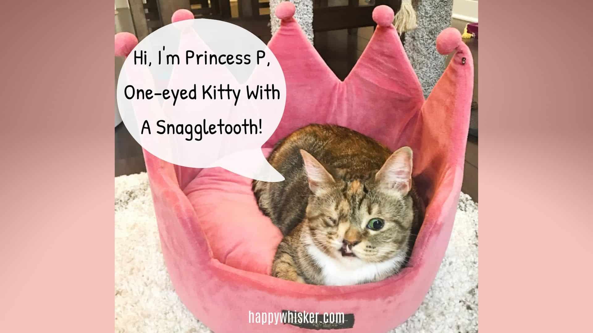 Princess P cat
