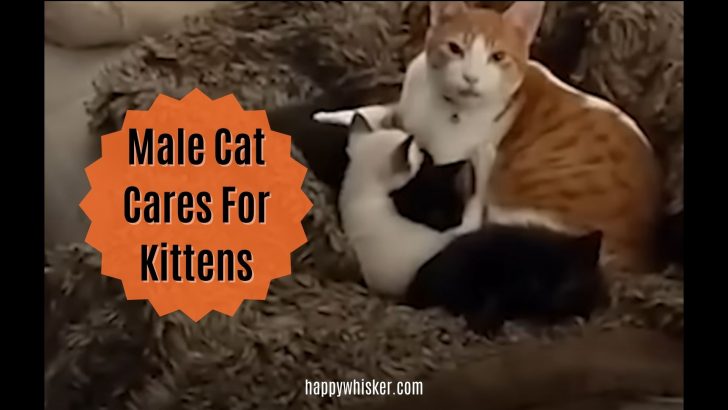 Male Cat Cares For Kittens Until Their Mama Cat Recovers
