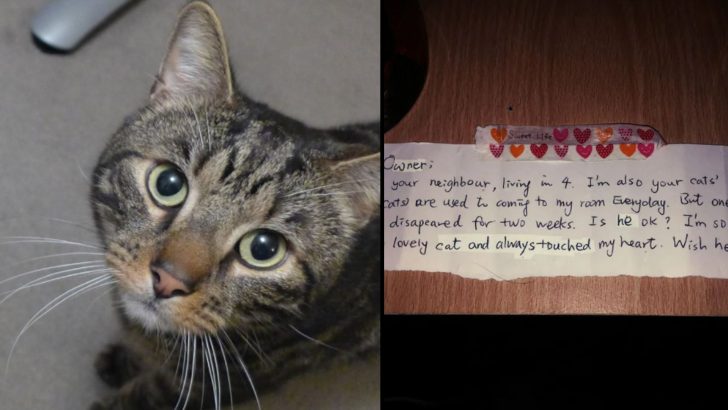 Man Mourns His Pet Cat And Gets A Surprising Letter