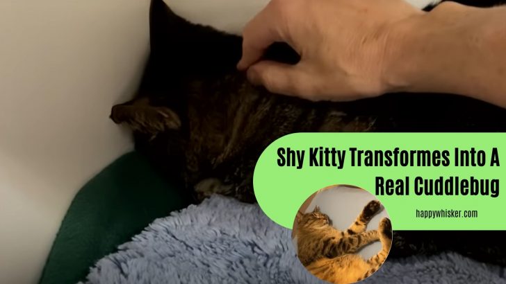 This Shy Kitty Quickly Transformed Into A Real Cuddlebug