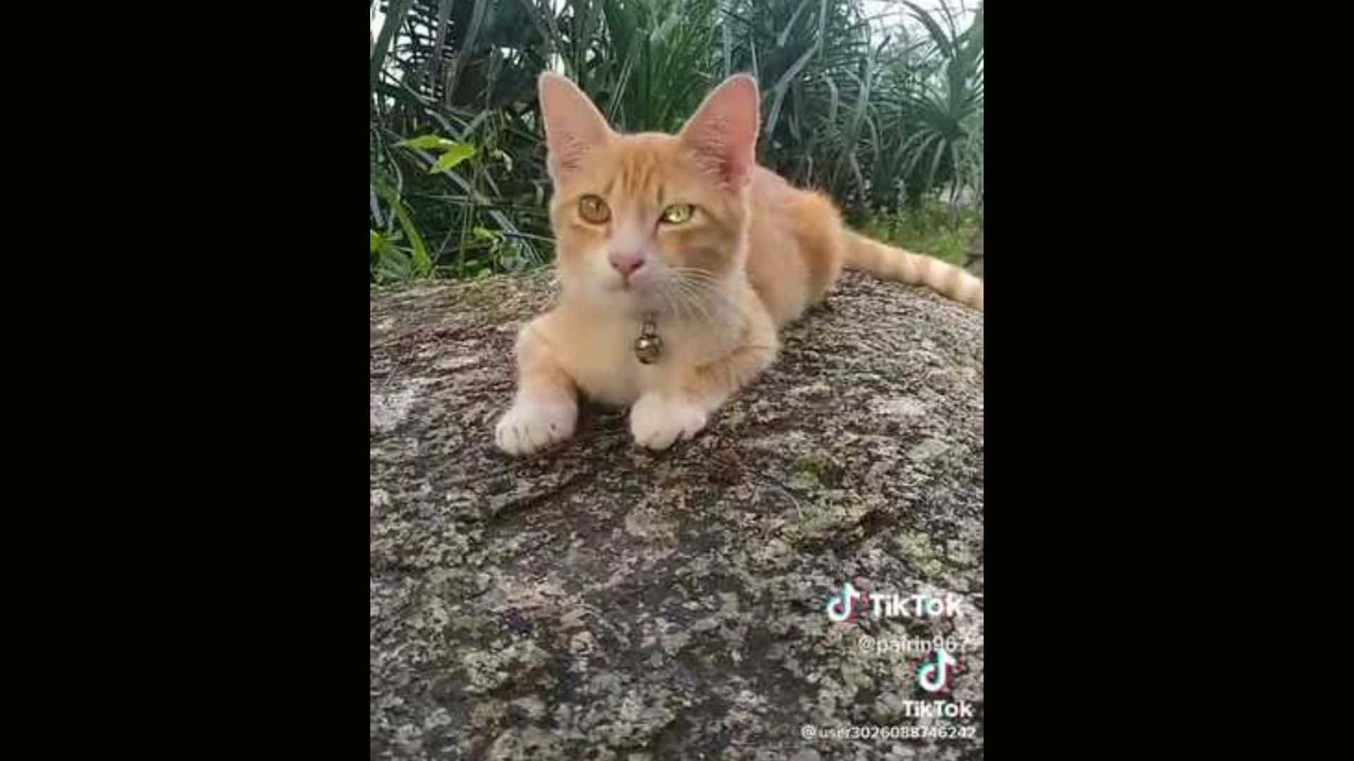 diamond-eyed cat outdoor