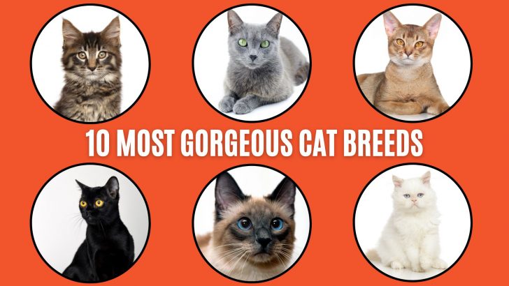 Top 10 Most Gorgeous Cat Breeds You’ll Ever See