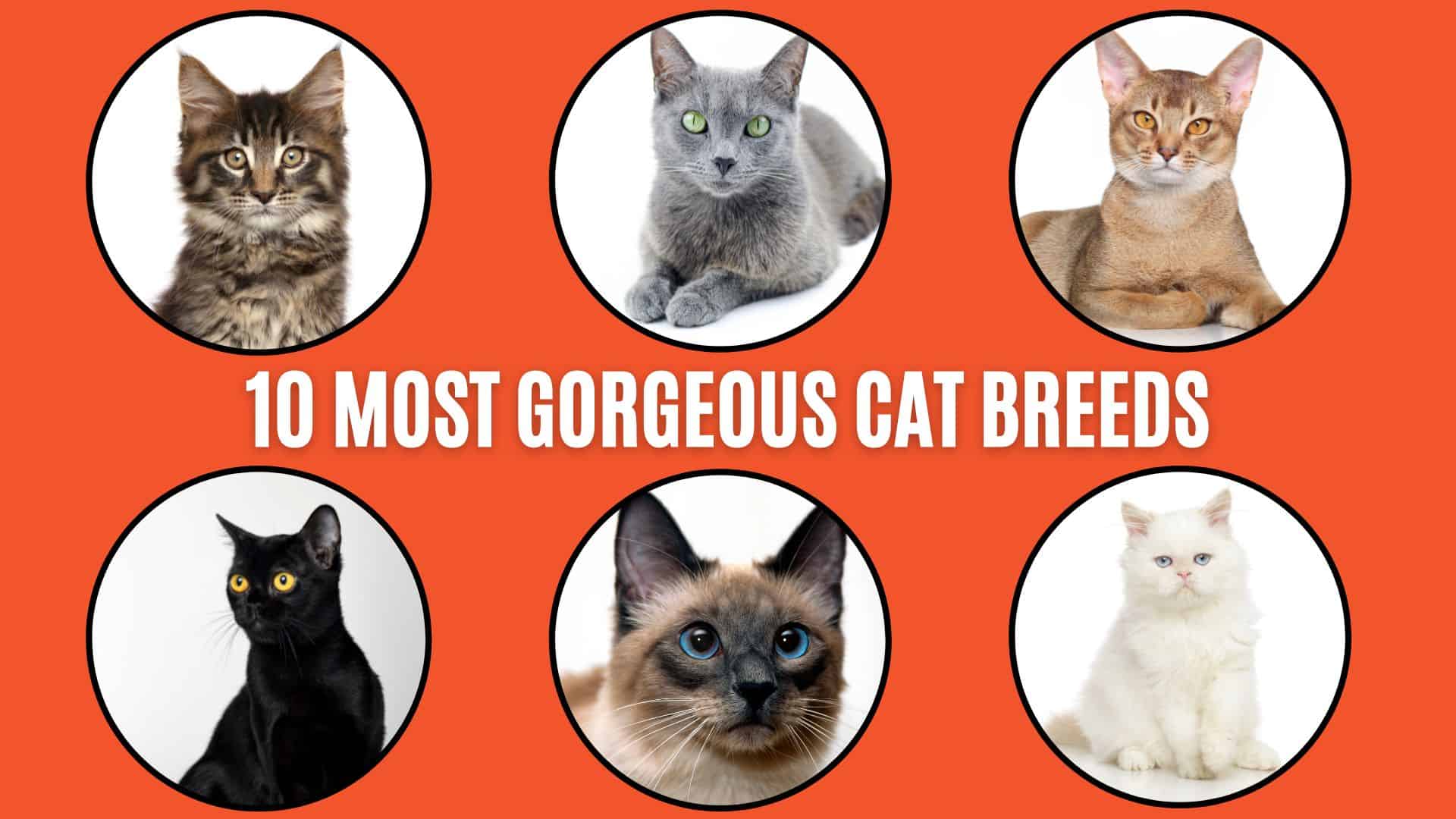 gorgeous cat breeds