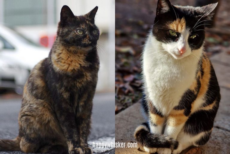 Tortoiseshell Cat Vs Calico Cat, Let's See The Difference