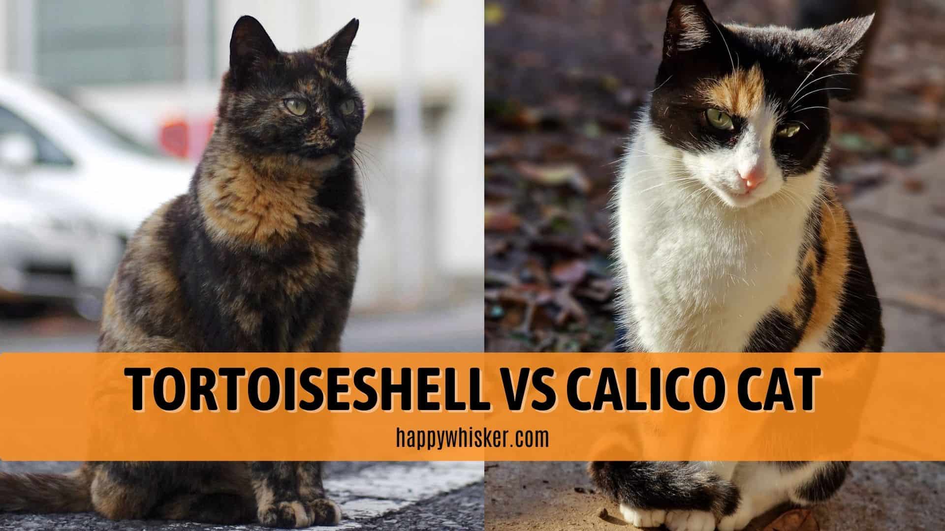 Tortoiseshell Cat Vs Calico Cat