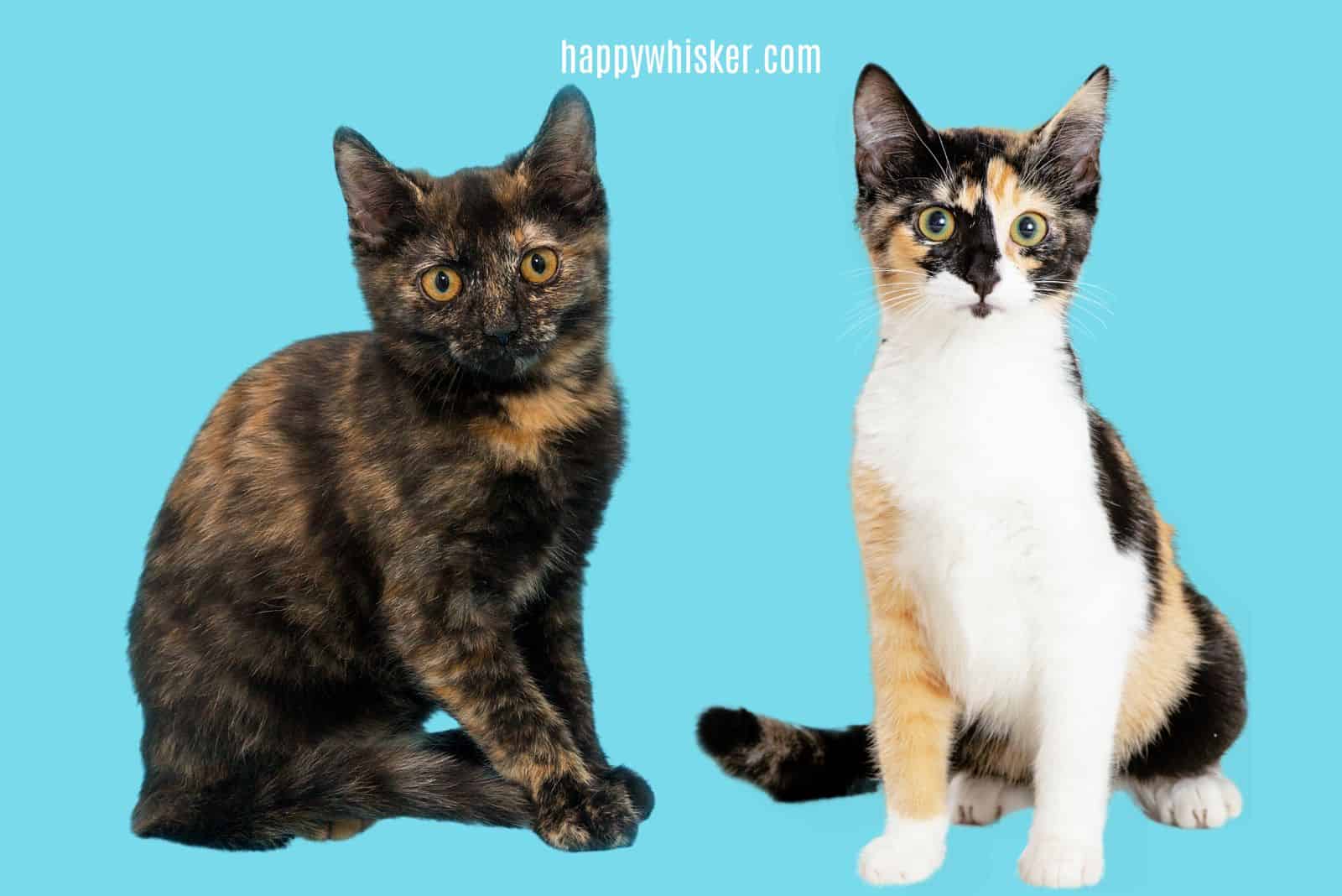 Tortoiseshell and Calico Cat are sitting and looking at the camera