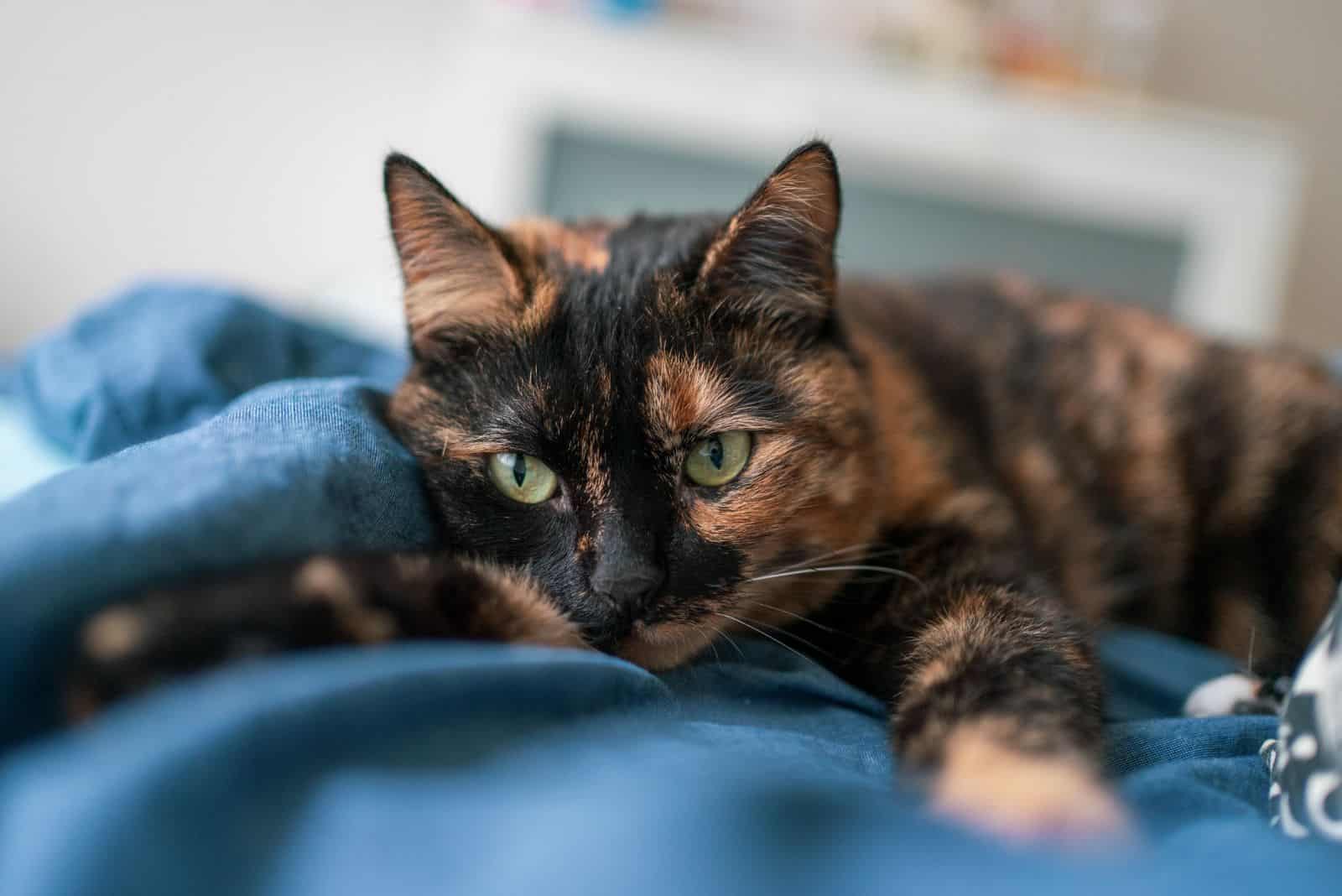 Tortoiseshell cat lies on the blanket